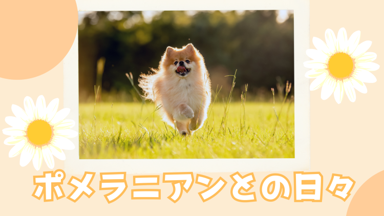ポメラニアンとの日々